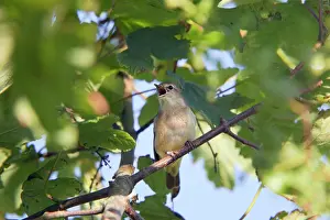 Borin: Garden Warbler - singing