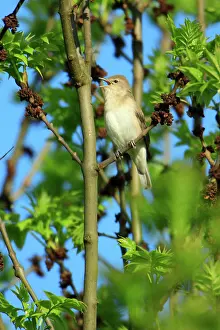 Borin: Garden Warbler - singing from ash tree