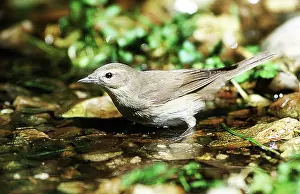 Borin: Garden Warbler - at water