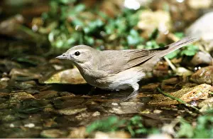 Warblers: GARDEN WARBLER - in water