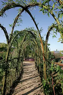 Allee: Garden - Willow pergola, made into a series of
