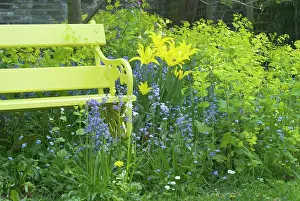 Smyrnium: Garden - Yellow Bench and Lily flowering West