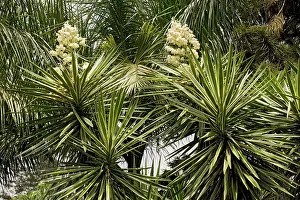 Yuccas: A Garden Yucca