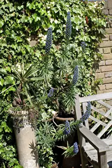 Yuccas: Garden - Yucca in chimney and blue flowered Echium