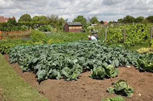 Tending: Gardener tending vegetables on allotment
