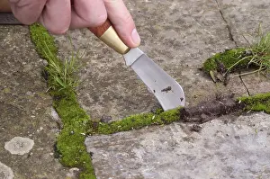 Tool: Gardener weeding