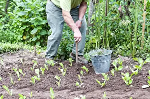 Lactuca: Gardener weeding his garden in summer, Moselle