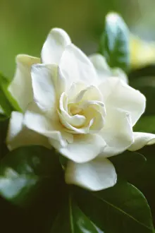 Gardenia: Gardenia