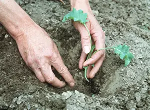 Hands: GARDENING - Planting Kale