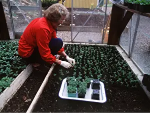 Greenhouses: GARDENING - Planting seedlings