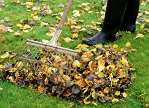 Rake: Gardening - raking leaves