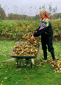 Ake Lindau: Gardening - raking leaves