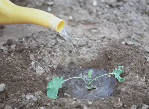 Watering: GARDENING - watering hole