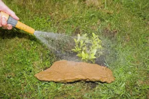 Hose: Gardening - watering small shrub using spray head