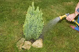 Hose: Gardening - Woman gardener watering small tree
