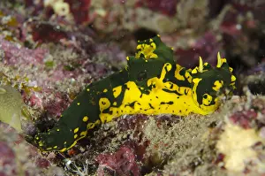 Notodoris: Gardiner's Notodoris Nudibranch - Two Tree Island