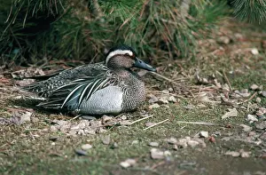 Querquedula: Garganey