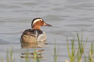Querquedula: Garganey