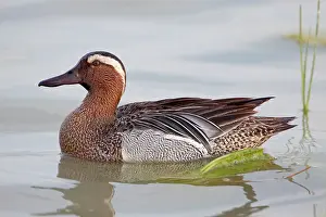 Querquedula: Garganey