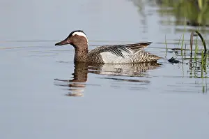 Eemland: Garganey