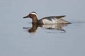 Eemland: Garganey