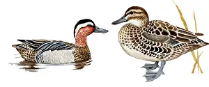 Querquedula: Garganey