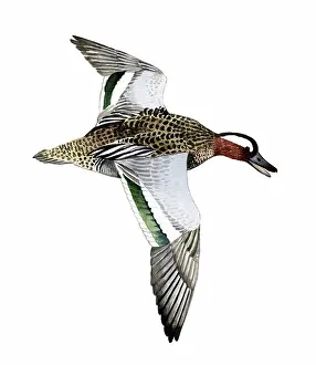 Illustration: Garganey