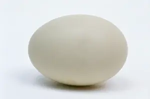 Beginning: Garganey (Anas querquedula) egg, Europe, Europe