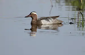 Eemland: Garganey (Anas querquedula) swimming on the water