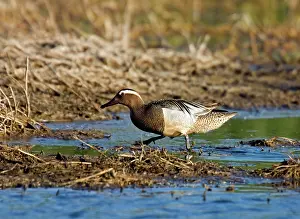 Querquedula: Garganey - drake walking at waters edge