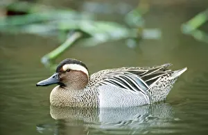 Querquedula: GARGANEY DUCK - ON WATER