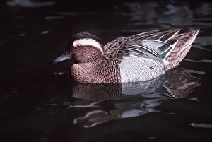 Kenneth Hoyle: GARGANEY DUCK - on water