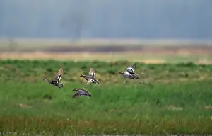 Querquedula: GARGANEY DUCKS X4 - IN FLIGHT