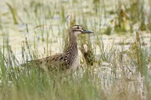 Austrias: Garganey (Spatula querquedula) female, Austria