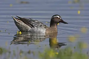 Majorca: Garganey (Spatula querquedula) male