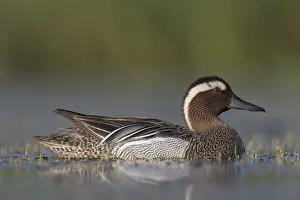 051118: Garganey - swimming drake - Germany