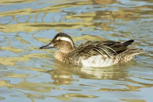Querquedula: Garganey Teal