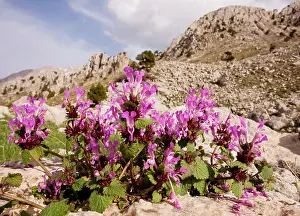 Lamium: Gargano dead-nettle