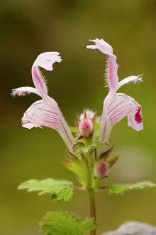 Nettles: Gargano dead-nettle