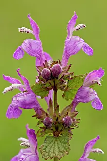 Nettles: Gargano Dead-nettle in flower Italy