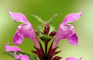 Deadnettle: Gargano Deadnettle - in flower
