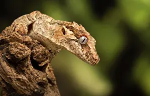 Gargoyle: Gargoyle Gecko on log