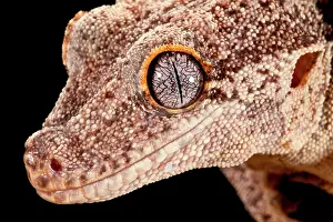 Gargoyle: Gargoyle Gecko, Rhacodactylus auriculatus