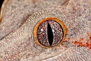 Gargoyle: Gargoyle Gecko, Rhacodactylus auriculatus
