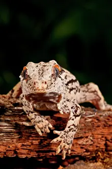Gargoyle: Gargoyle Gecko, Rhacodactylus auriculatus