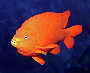 Garibaldi: Garibaldi