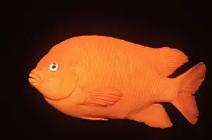 Garibaldi: GARIBALDI FISH
