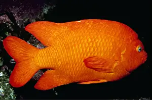 Kelp: GARIBALDI FISH