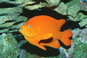 Damsel: Garibaldi Fish / Damselfish