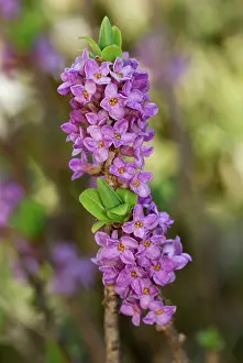 Spurge: Garland Flower Spurge Daphne February Daphne